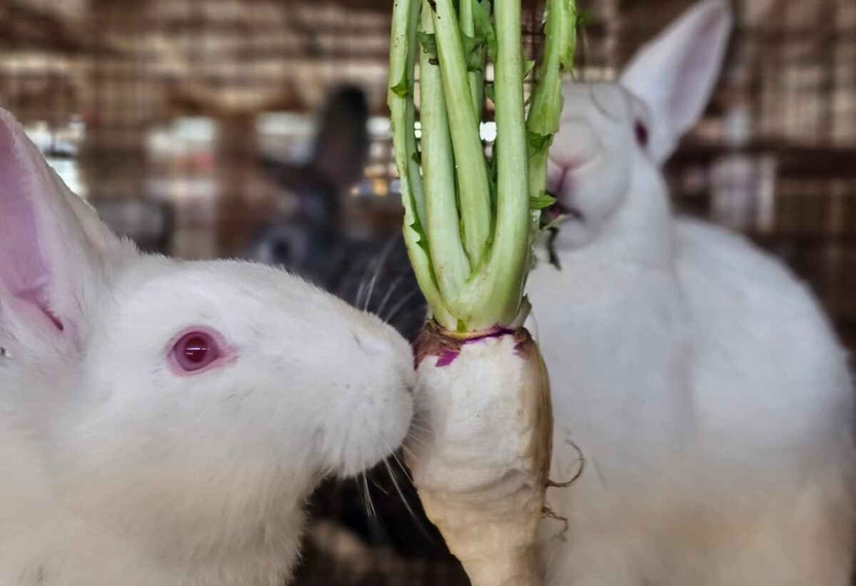 051945ba-9384-450e-b992-f77d5f0d9af2