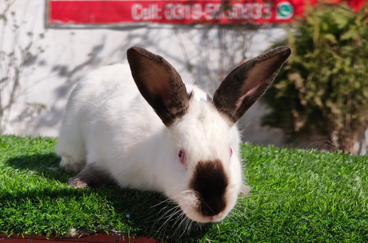 Imported Rabbit Breeds for Farming